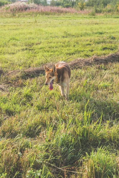 Herde Fältet Liggande Gräset Hunden — Stockfoto