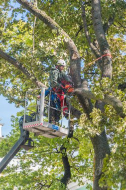 Rusya, Saint-Petersburg, 27 Eylül 2018 - yükseltilmiş çalışma platformları içinde çalışma Hermitage Müzesi avlusunda bir testere ile büyük düşmüş bir ağaç parçalanmış..