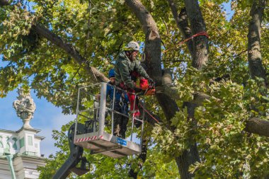 Rusya, Saint-Petersburg, 27 Eylül 2018 - yükseltilmiş çalışma platformları içinde çalışma Hermitage Müzesi avlusunda bir testere ile büyük düşmüş bir ağaç parçalanmış..