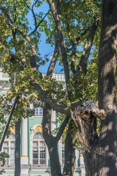 ロシア サンクトペテルブルク 2018 日美術館エルミタージュ美術館風の中庭を破った 大きな木をノック — ストック写真
