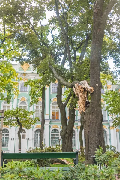 ロシア サンクトペテルブルク 2018 日美術館エルミタージュ美術館風の中庭を破った 大きな木をノック — ストック写真
