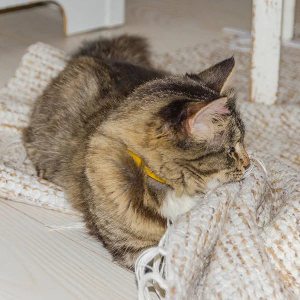 Kočka Leží Podlaze Skrývá Pod Koberec Studené Nohy — Stock fotografie