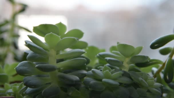 스프링 방울은 Succulents — 비디오
