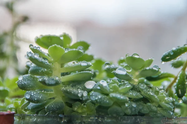 Air Yang Lezat Dengan Sprinkler Tetes — Stok Foto