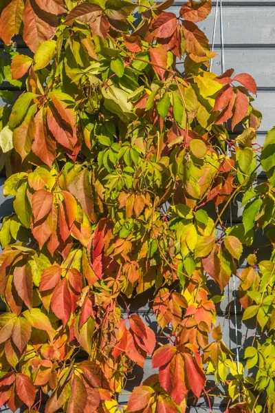 Plante Parthenocissus Couvrir Mur Bois Maisons Briques — Photo