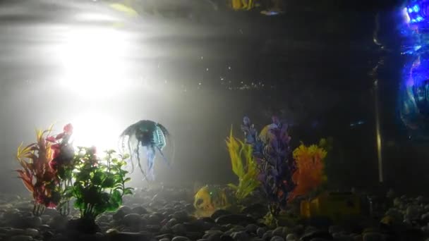 Russia, St. Petersburg, November 8, 2018-exhibition City of robots - fish robot swims in the aquarium. — Stock Video