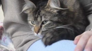 yatakta bir nazik kabarık kedi ile bir kız oturur