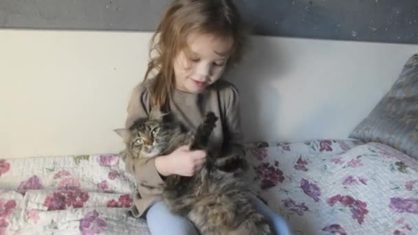 一个在床上坐在一个女孩与一个温柔的蓬松的猫 — 图库视频影像