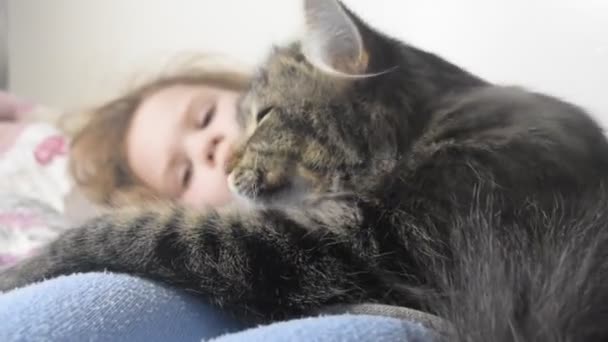 Um na cama senta-se uma menina com um gato fofo suave — Vídeo de Stock