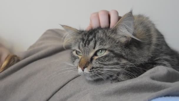 A en la cama se sienta una chica con un suave gato esponjoso — Vídeos de Stock