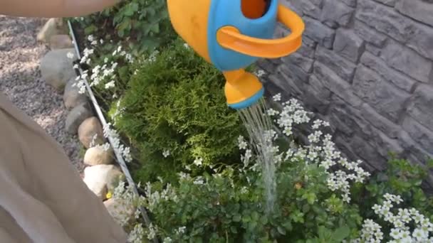 Дачница с поливной баночкой поливает цветы — стоковое видео