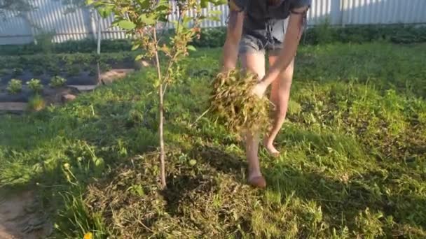 Muchacha Horticultora Pone Hierba Bajo Árbol — Vídeos de Stock