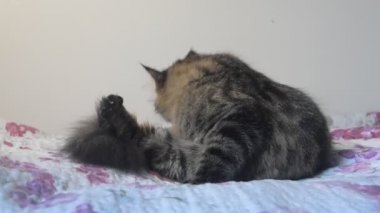 kedi kürkünü yalar ve pireleri kovalar.