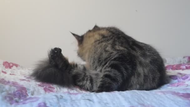 le chat lèche sa fourrure et chasse les puces 