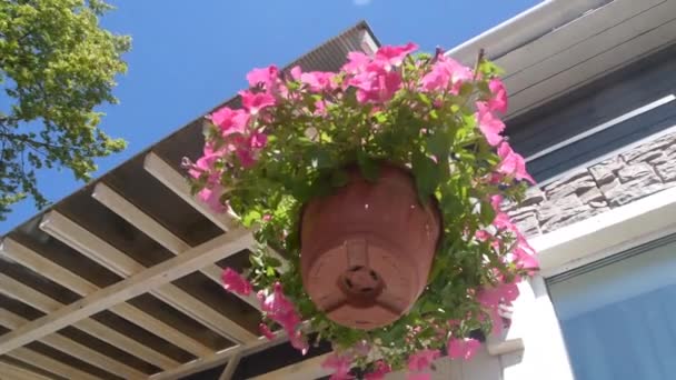 A flor do vaso plantador balançar no vento — Vídeo de Stock