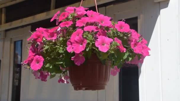 La flor maceta jardinera cuelga en el viento — Vídeo de stock