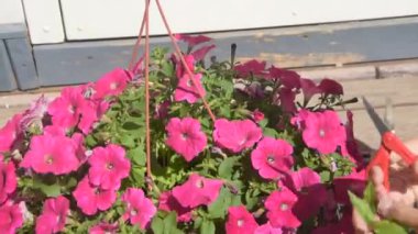 evin girişinde çiçek budama kız bahçıvan