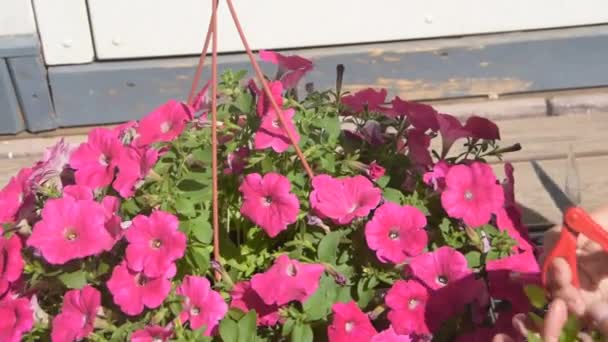 A lány Kertész metszés virágok a bejáratnál a ház — Stock videók