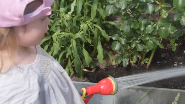 De baby meisje bloementuin gieter van slang — Stockvideo