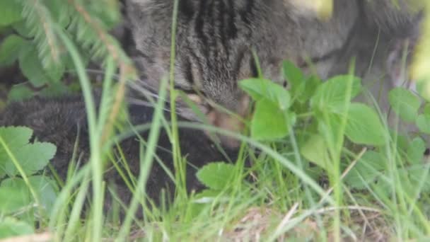 Un gatto seduto nel topo d'erba mangia fuori casa — Video Stock