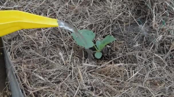 A seedling is watered with water and fertilizer from a watering can — Stock Video