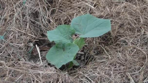 Una piantina di semenzaio è annaffiata con acqua e fertilizzante da un annaffiatoio — Video Stock