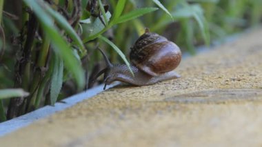 Bir salyangoz çim arka plan bulanıklığına doğru sürünür.