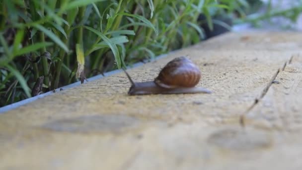 一只蜗牛爬过董事会爬到草丛中模糊的背景 — 图库视频影像