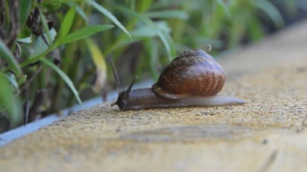 Un caracol se arrastra a través de la Junta hasta el fondo de hierba borroso — Vídeo de stock