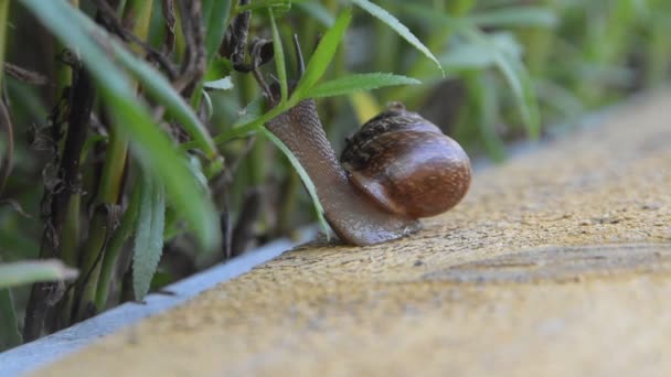 un escargot rampant à travers le conseil d'administration à l'herbe fond flou