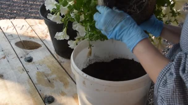 En trädgårdsmästare transplantationer blommor händer handskar kruka — Stockvideo