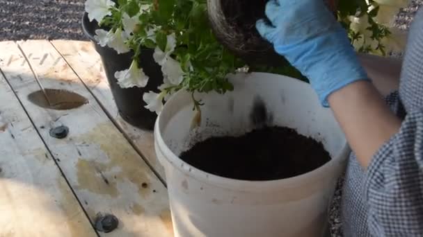 Un jardinier transplante des fleurs mains gants pot — Video