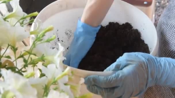 Een tuinman transplanteert bloemen handen handschoenen pot — Stockvideo