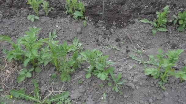 Ein Arbeiter hinter dem Grubber pflügt das Feld mit Kartoffeln — Stockvideo