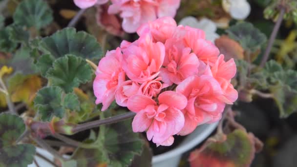 En blomstergeranium i en gryta pelargonium — Stockvideo