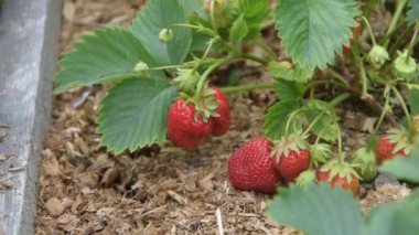 Bir çocuk, bahçe yatağından çilek toplar.