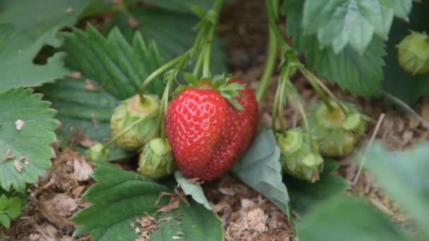 Une main d'enfant recueille les fraises d'un lit de jardin — Video