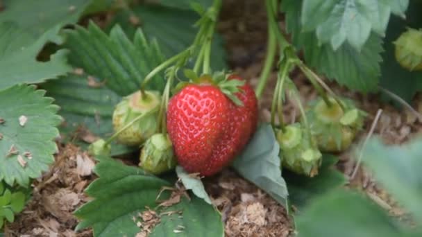En barnhand samlar jordgubbar från en trädgårdssäng — Stockvideo
