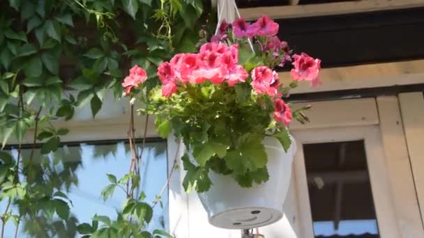 Um pingente com um vaso de flores pendurado em um gancho — Vídeo de Stock