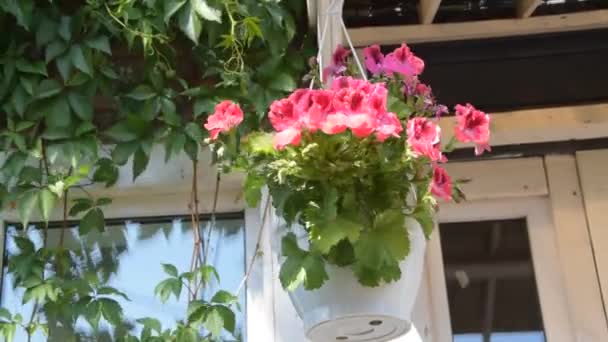 Um pingente com um vaso de flores pendurado em um gancho — Vídeo de Stock