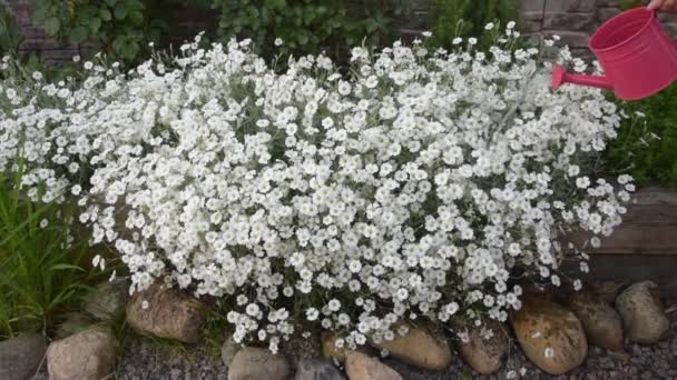 A outside the house, white flowers are watered with a watering can — Stock Video