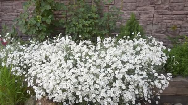 Un fuori della casa, fiori bianchi sono innaffiati con un annaffiatoio — Video Stock