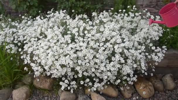 Снаружи дома белые цветы поливают лейкой банкой — стоковое видео