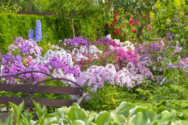 Bahçedeki yaz günü çayır çiçeklerinin dışında