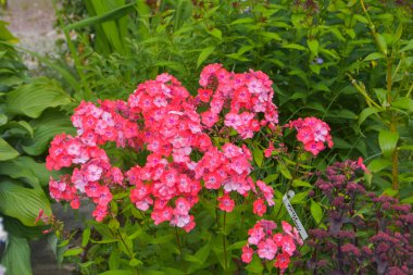 Bahçedeki yaz günü çayır çiçeklerinin dışında