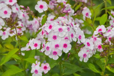 Bahçedeki yaz günü çayır çiçeklerinin dışında