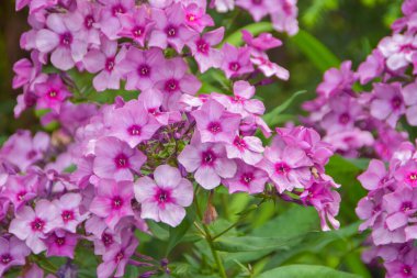 Bahçedeki yaz günü çayır çiçeklerinin dışında