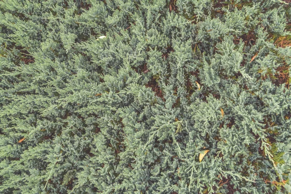 Die Nahaufnahme Textur Von Weihnachtsbaum Hintergrund — Stockfoto