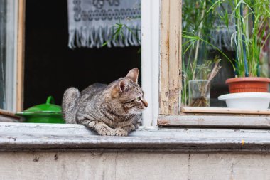 Gri tekir kedi pencere pervazına üzerinde oturuyor. Vintage iç ve ahşap pencere çerçevesi ile eski köy evi.