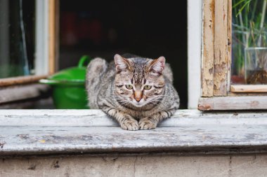 Gri tekir kedi pencere pervazına üzerinde oturuyor. Vintage iç ve ahşap pencere çerçevesi ile eski köy evi.
